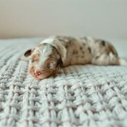 Whisper - Brown merle male Aussiedoodle puppy in Inman, South Carolina from Dark Corner Doodles