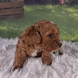 Taffy F1b - Red female Cavapoo puppy in Centerton, Arkansas from Velvet Paws Cavapoos
