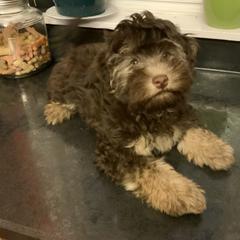 Lowchen Puppies from Ashford Kennel