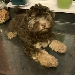 Lowchen Puppies from Ashford Kennel