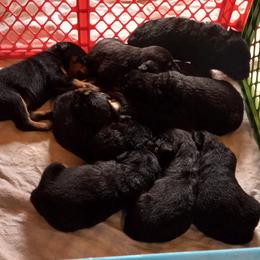 Rottweiler Puppies from G.M. Rottweilers"OHIO"