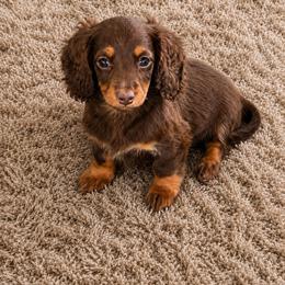 Poppie - Chocolate and tan female Dachshund puppy in Conway, Missouri from Ozark Mountain Kennel