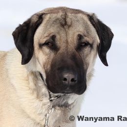 Deimos - Anatolian Shepherd Dog