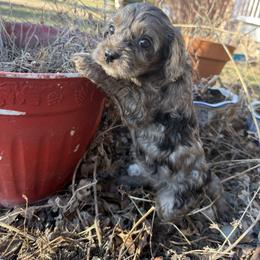 Cavapoo Puppies from Panda Puppies