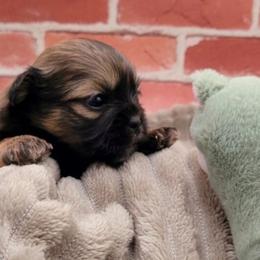 O'Malley - Gold male Shih Tzu puppy in Richmond, Texas from Aleka Shih Tzu