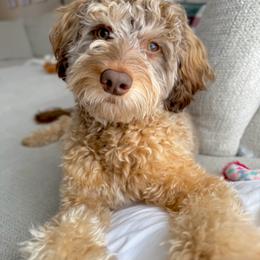 Kash - Goldendoodle