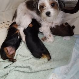 Yorkshire Terrier Puppies from Angela Coleman