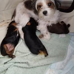 Yorkshire Terrier Puppies from Angela Coleman