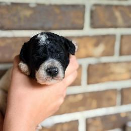 Porter - Parti male Goldendoodle puppy in Macclenny, Florida from Baker County Goldendoodles