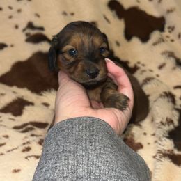 Salem - Red male Dachshund puppy in Madisonville, Tennessee from L&A Dachshunds