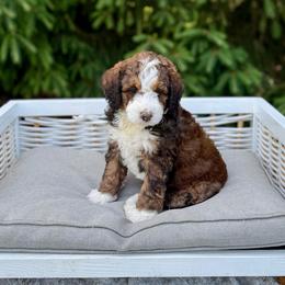Tucker - Sable male Bernedoodle puppy in Bremen, Indiana from Farmland Doodles