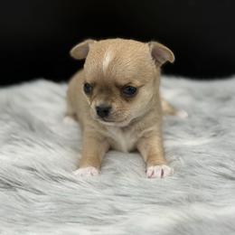 Arrow - Fawn male Chihuahua puppy in Lee Center, New York from Alfheim-Andromeda Chihuahua's (A &A's)