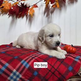 Pip Boy 1 - Light golden male Golden Retriever puppy in Niles, Michigan from Family Raised Goldens