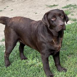 Roxy - Labrador Retriever