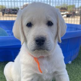 Australian Shepherds and Labrador Retrievers from Wranglin Farms