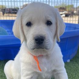 Australian Shepherds and Labrador Retrievers from Wranglin Farms