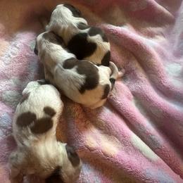 Princess Leah - Brindle and white female Shih Tzu puppy in Elma, Washington from Puddle Jumpers Shih Tzus