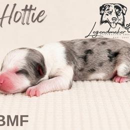 Hottie - Blue merle female Toy Australian Shepherd puppy in Leitchfield, Kentucky from Legendmaker MAS