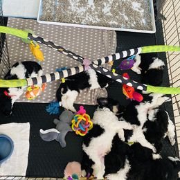 Poodle Puppies from Encantos Standard Poodles PR