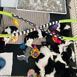Poodle Puppies from Encantos Standard Poodles PR