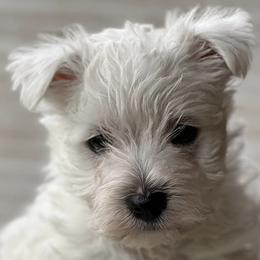West Highland White Terriers from Creekside Westies