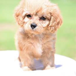 Claire - Cream female Cavapoo puppy in Lawton, Oklahoma from Lindsey’s Cavies