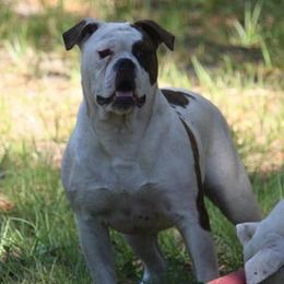 Finnley - American Bulldog