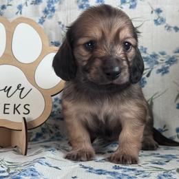 Nana - Cream female Dachshund puppy in Dothan, Alabama from Little House Pups