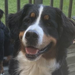 Delilah - Bernese Mountain Dog