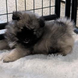 Girl 3 - Black and silver female Keeshond puppy in Fayetteville, Tennessee from Erbekees-Keeshonden