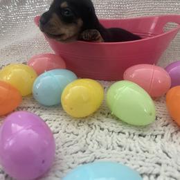 Lucy - Black and tan female Dachshund puppy in Colonial Heights, Virginia from Mimi’s Doxies