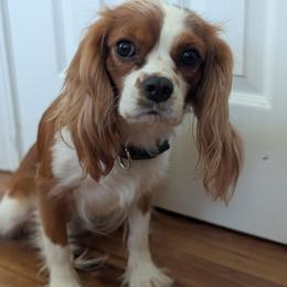 Izzy - Cavalier King Charles Spaniel