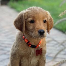 Golden Retrievers from Sunnyside Meadows Goldens