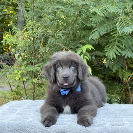 Mickey OFa - Gray male Newfoundland puppy in Falmouth, Michigan from Dyer Lake Newfoundland’s