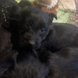 Pink color - Black brindle female Scottish Terrier puppy in Brule, Nebraska from Scottyland Yard