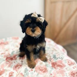 Cheddar - Black & tan tri-color female Maltipoo puppy in Huntsville, Texas from Nelson Creek Farms