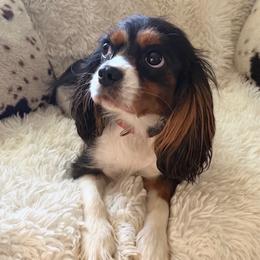 Savannah - Cavalier King Charles Spaniel