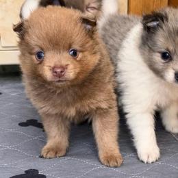 Boy b - Lavender male Pomeranian puppy in Knoxville, Tennessee from Thea's Puppies