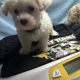 Boy 3 - White male Maltese puppy in Clover, South Carolina from Cudi’s Buddies