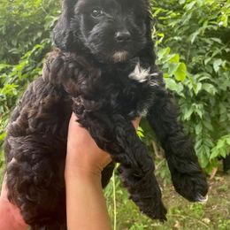 Poodle Puppies from Kindred Companions Toy Doodles