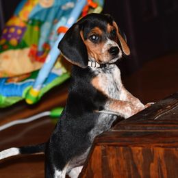 Russell Terrier, Jack Russell Terrier, and Beagle Puppies from Mountain Top