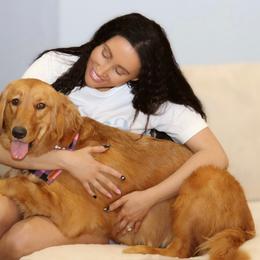 Golden Retrievers and Miniature Australian Shepherds from Raised Right Pups