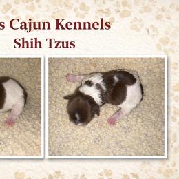 Liver female - Liver female Shih Tzu puppy in Eunice, Louisiana from 4J's Cajun Kennels