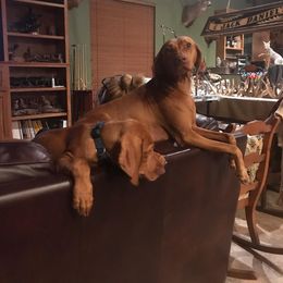 Vizsla Puppies from Virag Vizsla
