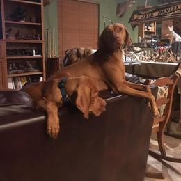 Vizsla Puppies from Virag Vizsla