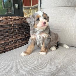 Leo - Blue merle male Bernedoodle puppy in Holtwood, Pennsylvania from Country Ridge Puppies