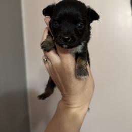 Link - Black tri male Toy Australian Shepherd puppy in Mount Airy, Georgia from North Georgia Gems