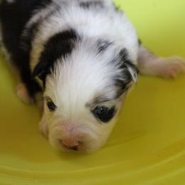 Phoenix - Blue merle female Australian Shepherd puppy in Sonoita, Arizona from Gardner Canyon Kennels
