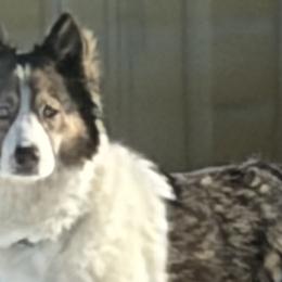 Siberian Huskies and Yakutian Laikas from Frosty Timber Sled Dogs