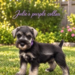 Purple collar - Salt and pepper female Miniature Schnauzer puppy in Monticello, Mississippi from Phoenix Ranch